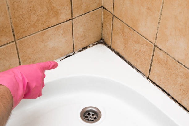Best Black Mold Removal  in Keizer, OR